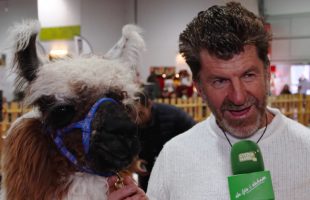 Alpaka-Expo in der Grazer Messe