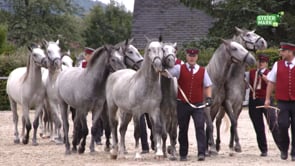 Fest der Lipizzaner