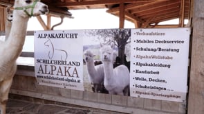 Alpakawanderung Schilcherland