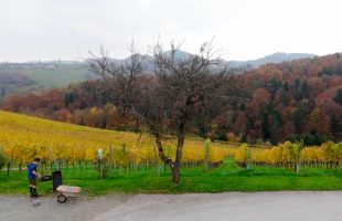 Maroni und Sturm