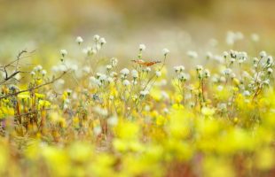 Naturschutzbund: Artenvielfalt in der Steiermark