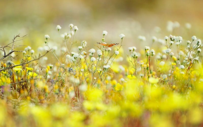 Naturschutzbund: Artenvielfalt in der Steiermark